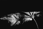 fo_20090513_12