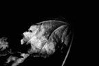 fo_20090513_21