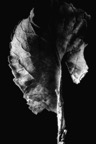 fo_20090615_13